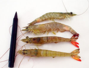 southern brown shrimp