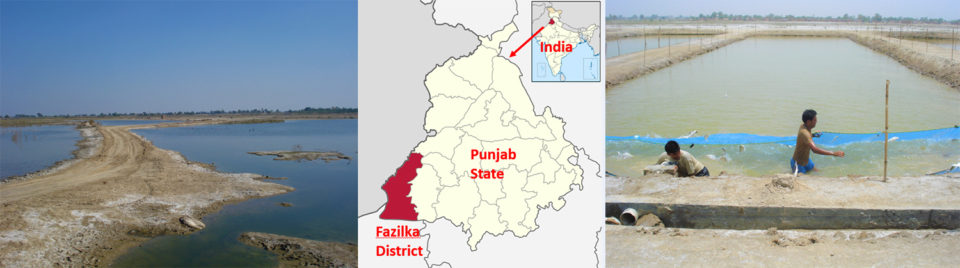 Development Of Inland Saline Water Aquaculture In Punjab India