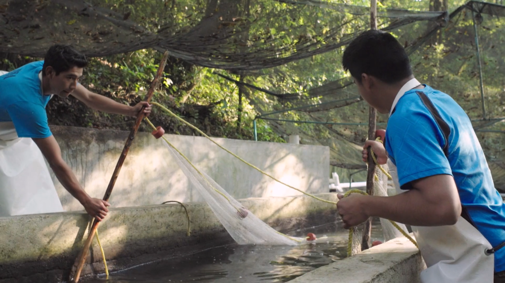social responsibility and aquaculture