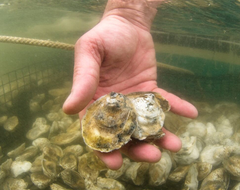 oyster disease