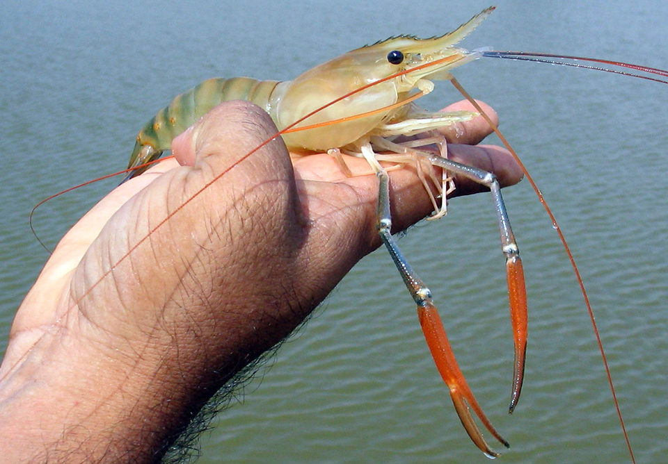 Shrimp culture