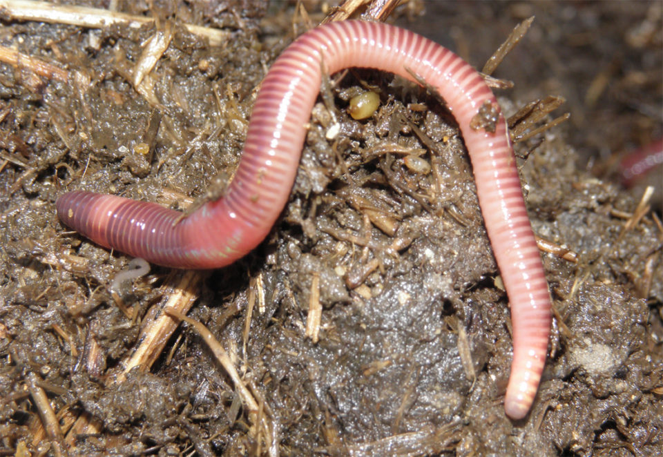 red earthworm