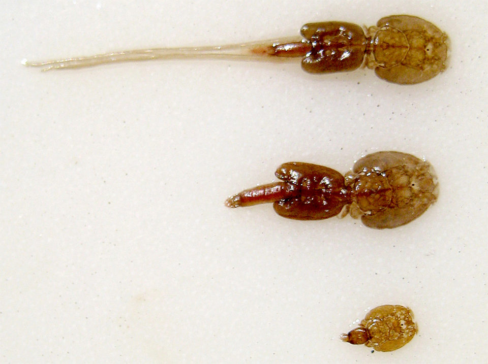 sea lice tracking