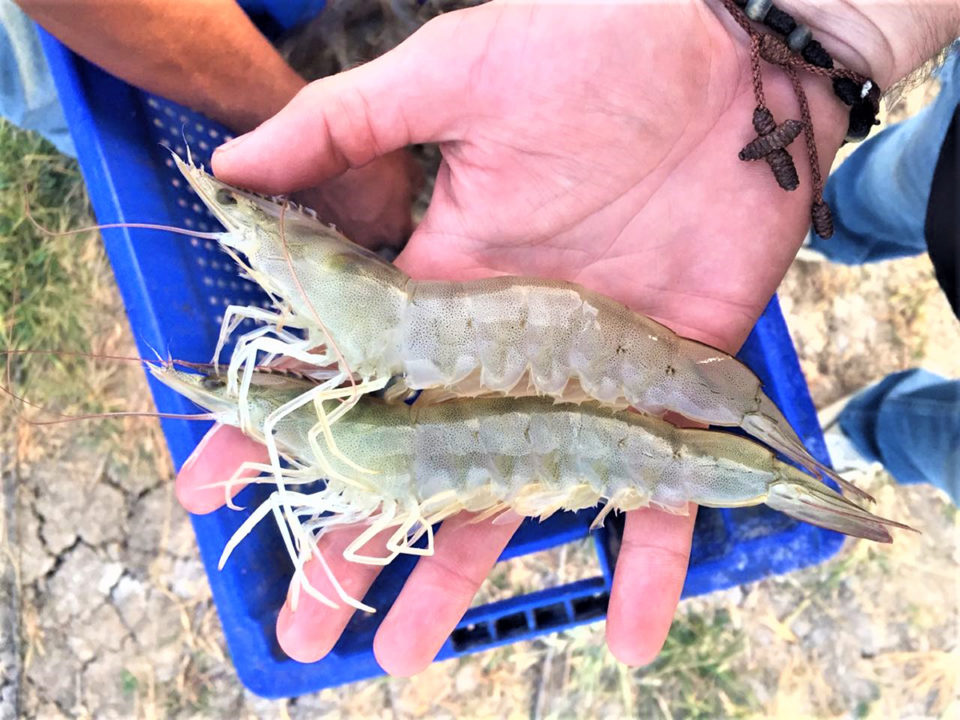 global shrimp production