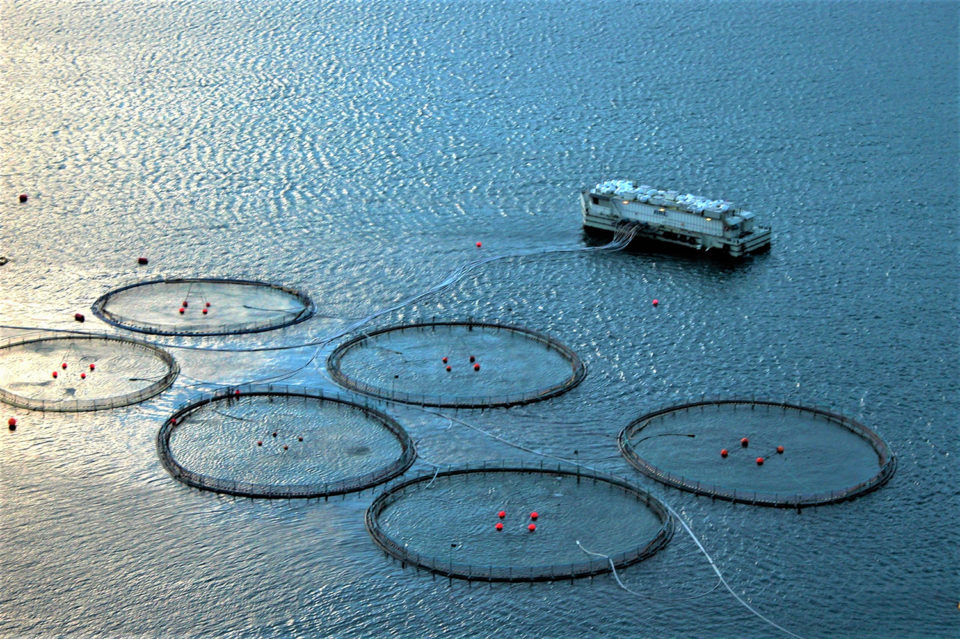 precision fish farming