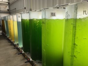 making algae