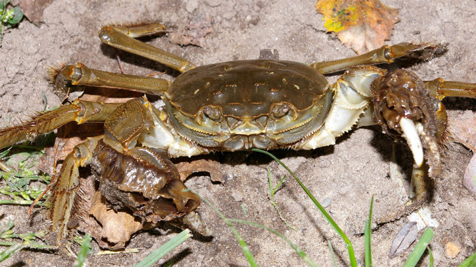 Chinese mitten crabs