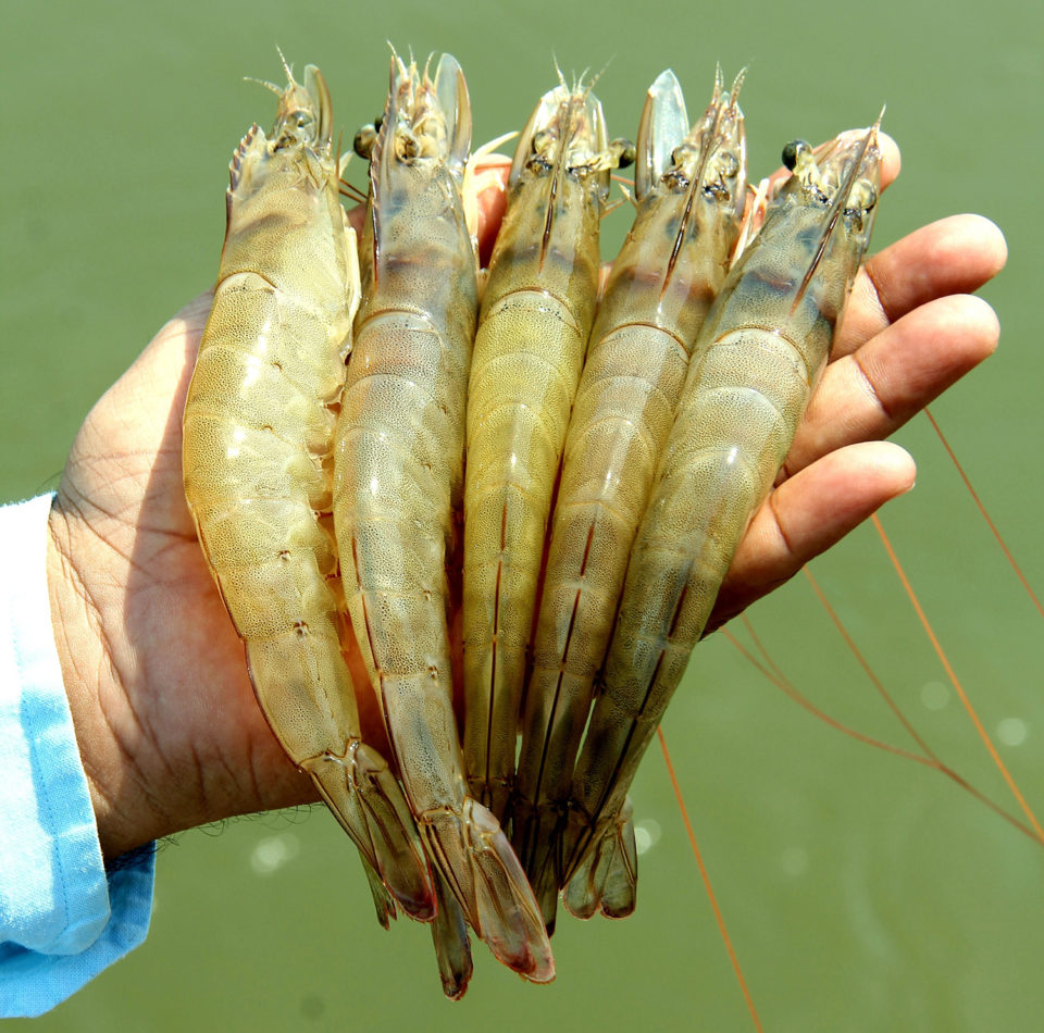 world's top shrimp producer