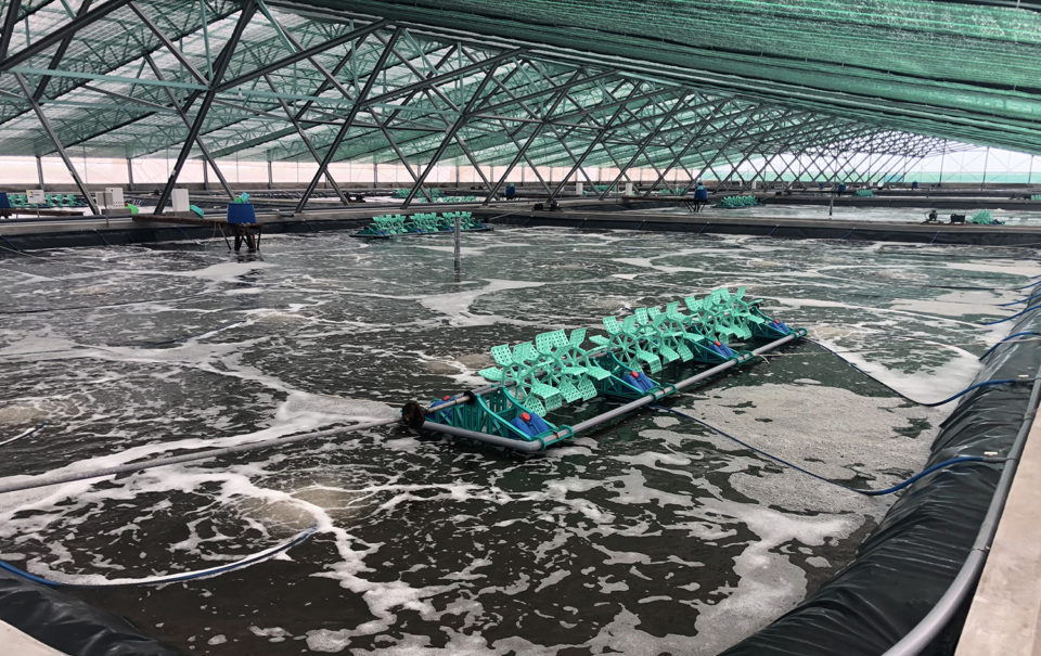 super-intensive indoor shrimp farming