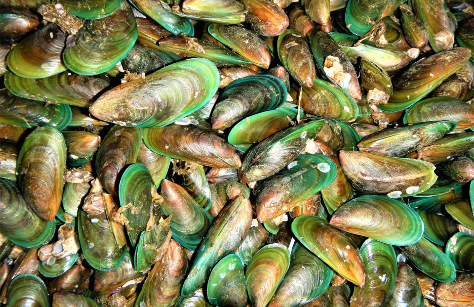 green mussel culture