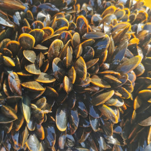 mussel debate