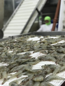 Ecuador’s shrimp industry