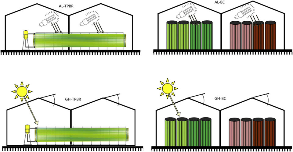 Microalgae production