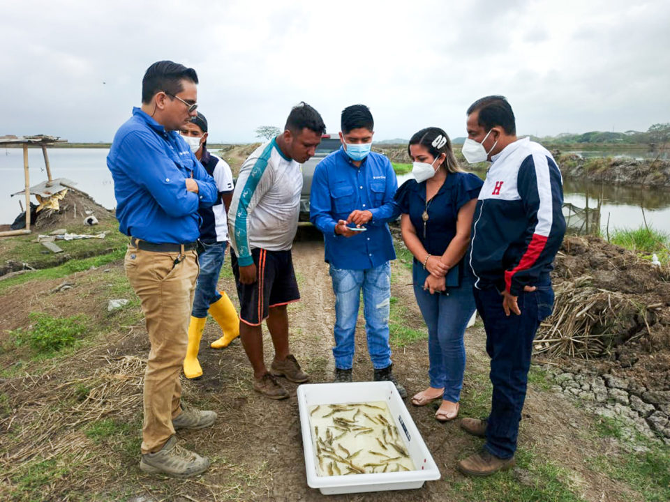 shrimp farmers in Ecuador