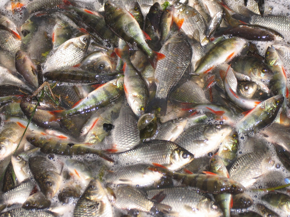 antimicrobial use in aquaculture