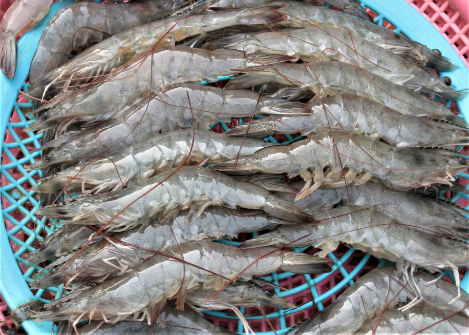 embudo Abiertamente noche Análisis bio-económico del cultivo cerrado super-intensivo de camarón en  Japón - Responsible Seafood Advocate