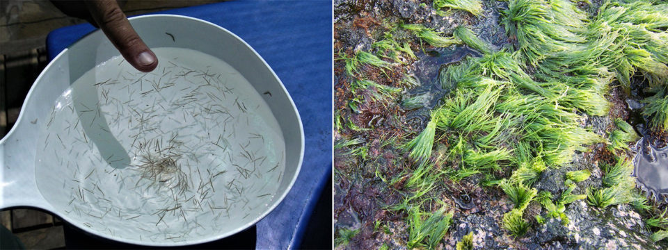 filamentous green alga