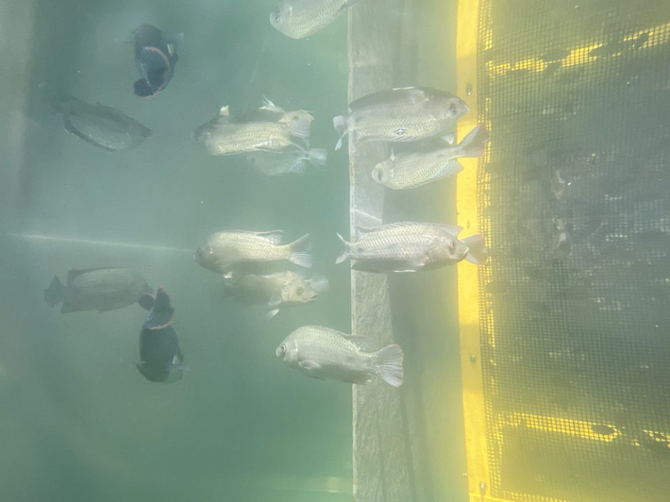 vertical aquaculture